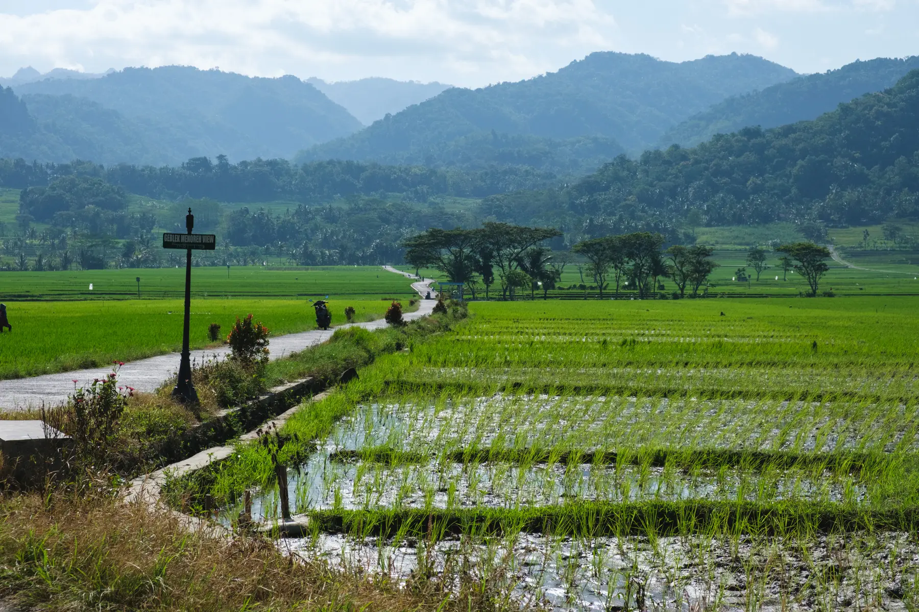 Rice Terraces in Indonesia, photograph 1
