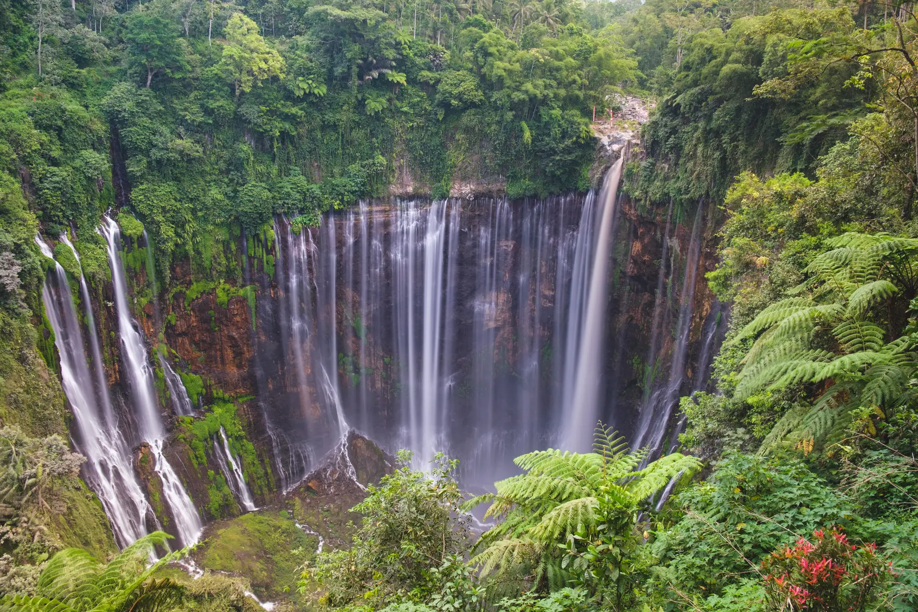 Jungle in Indonesia, photograph 3