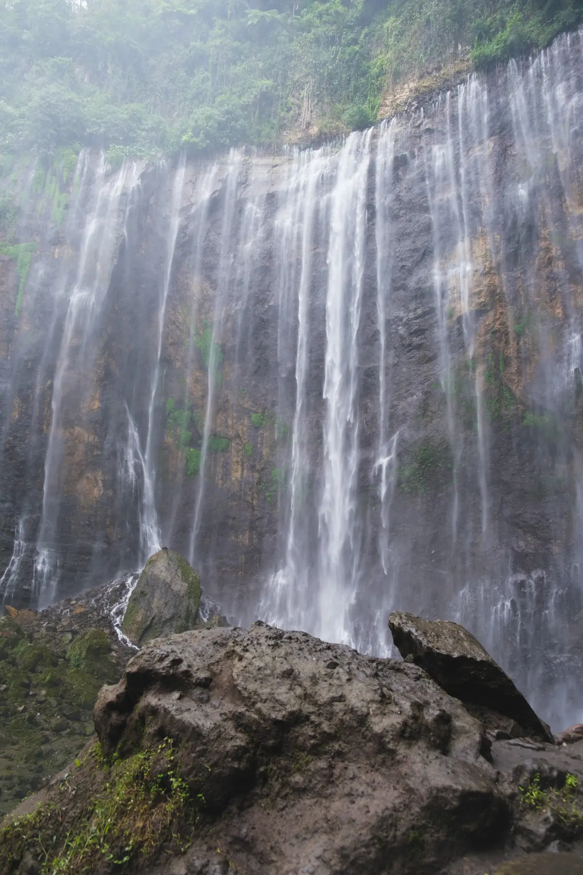 Jungle in Indonesia, photograph 4