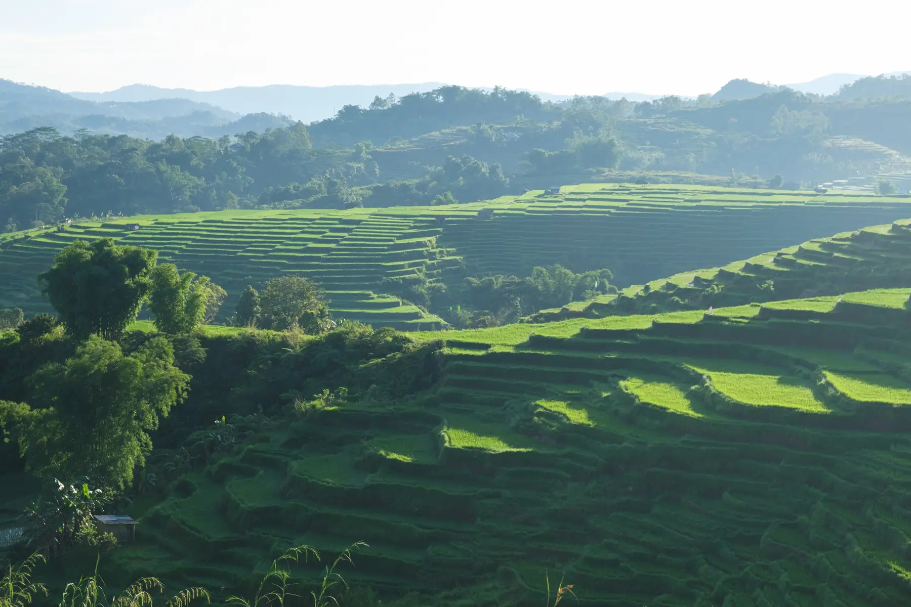 Rice Terraces in Indonesia, photograph 3