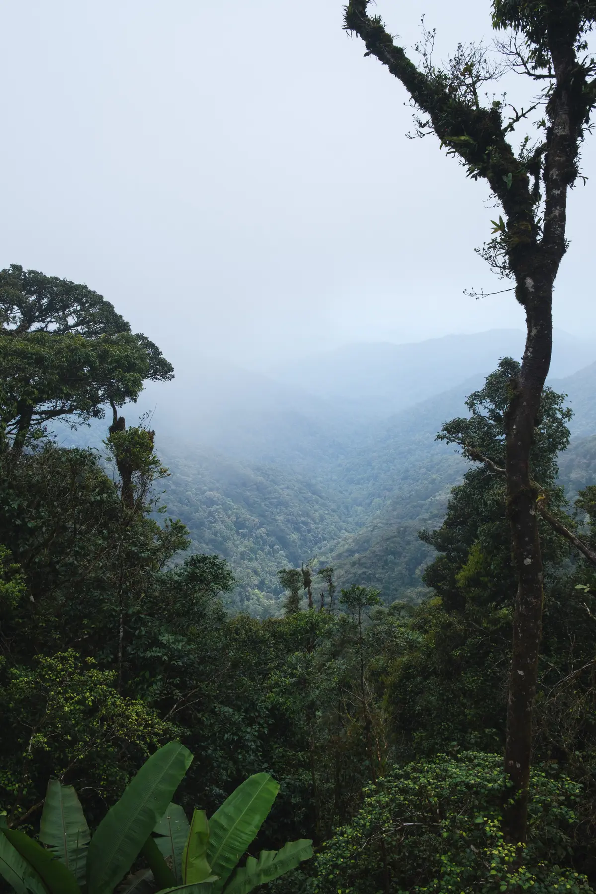 Tea Plantations in Malaysia, photograph 2