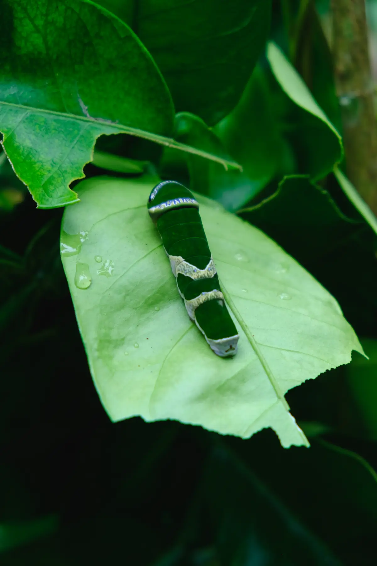 Butterfly Garden in Philippines, photograph 2