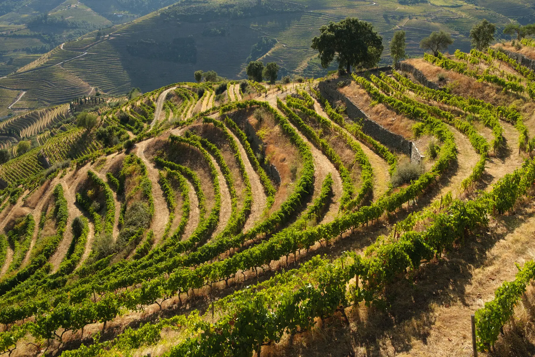 Vineyards in Portugal, photograph 1