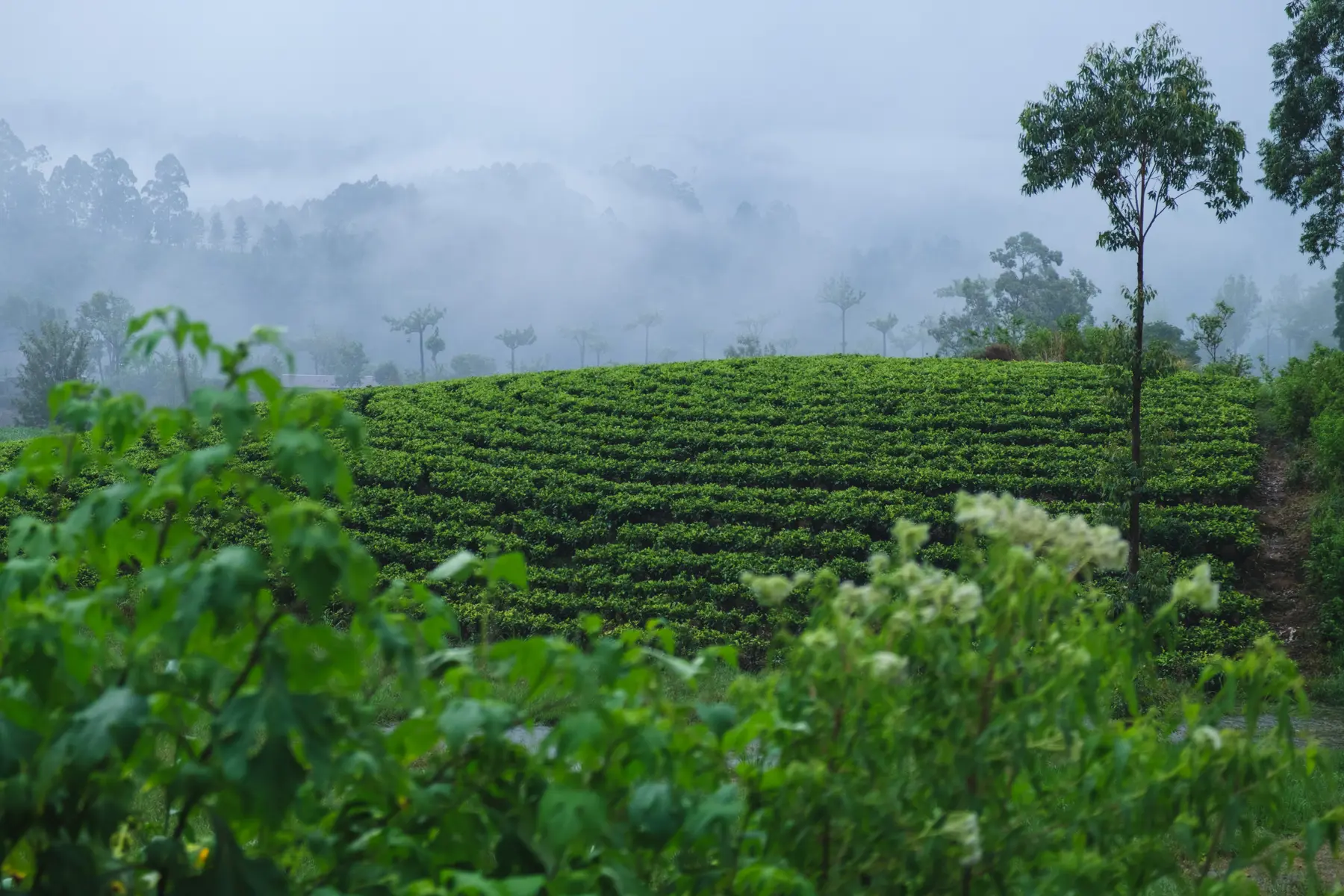 Tea Plantations in Sri Lanka, photograph 1