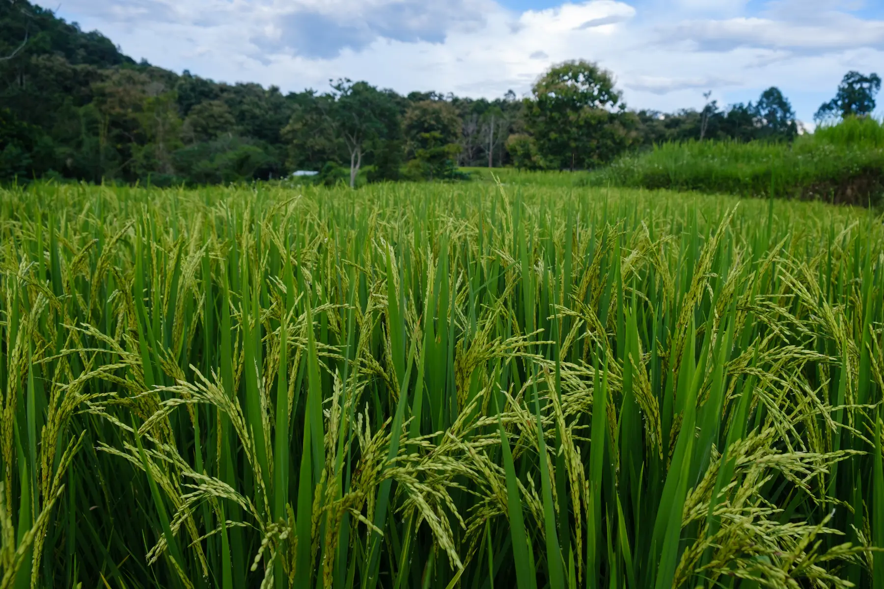 Water & Nature in Thailand, photograph 5